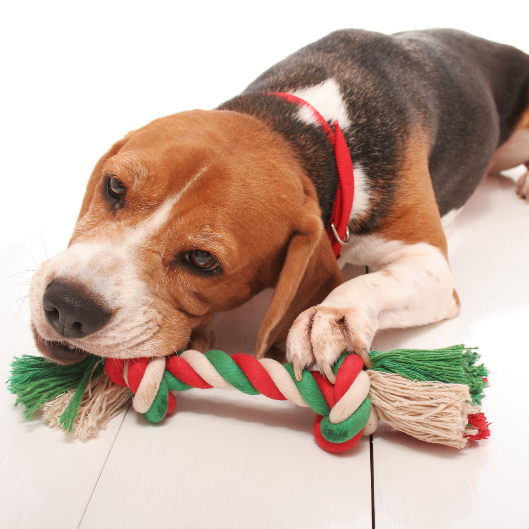 Knotted Rope Toy