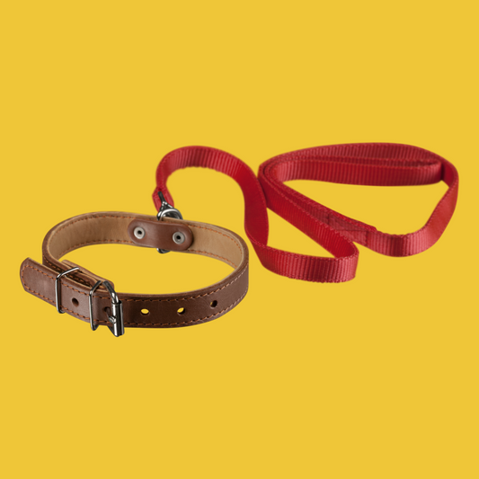 Dog Leash & Collar